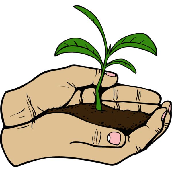 seedling Thumbnail