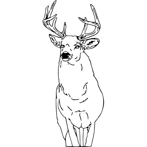 mule dee Thumbnail