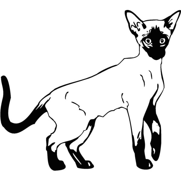 siamese3 Thumbnail