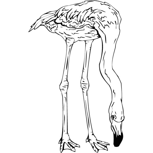 flamingo Thumbnail