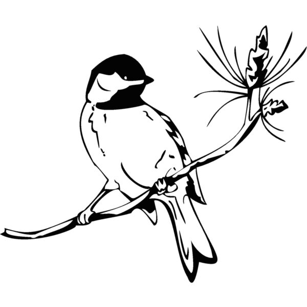 black cap Thumbnail