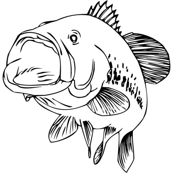 bass Thumbnail