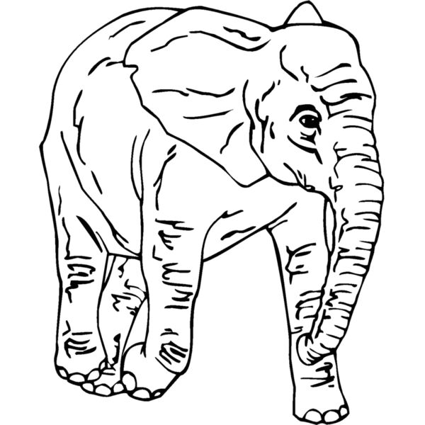 elephan5 Thumbnail