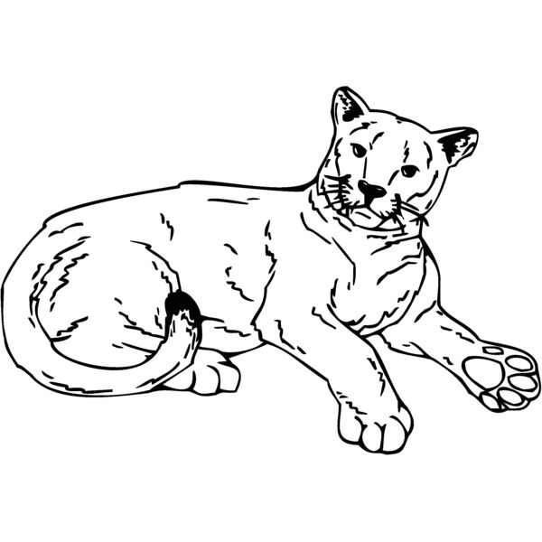 cougar1 Thumbnail