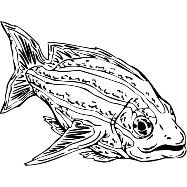 fish12 Thumbnail