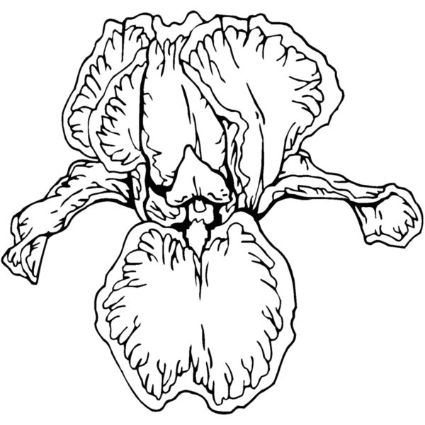 iris2 Thumbnail