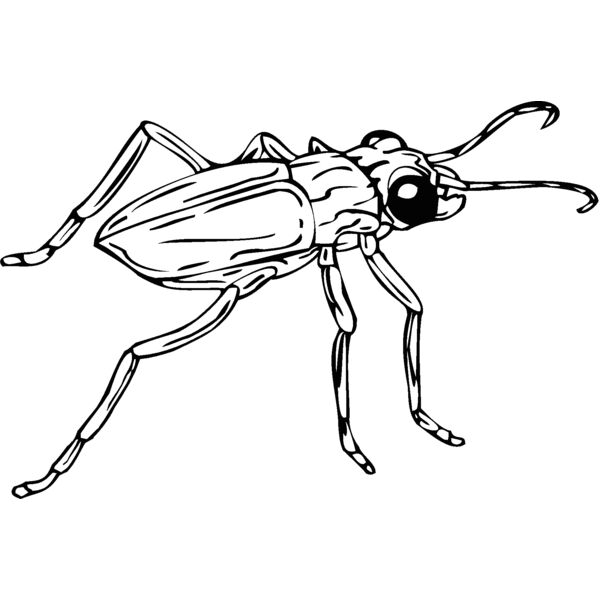 beetle Thumbnail