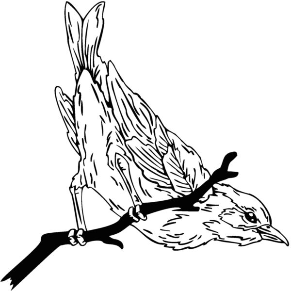 sparrow Thumbnail