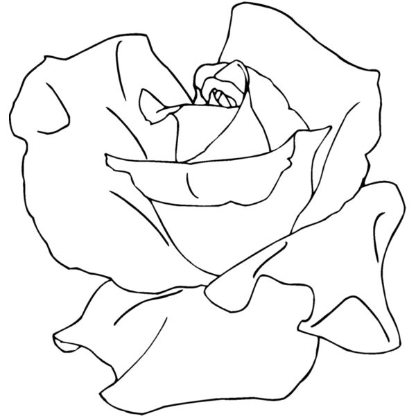 tearose Thumbnail