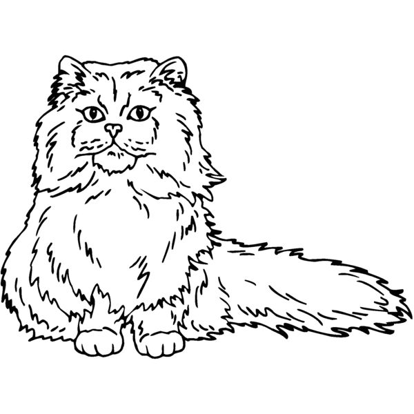 persian Thumbnail