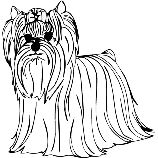 yorkie Thumbnail
