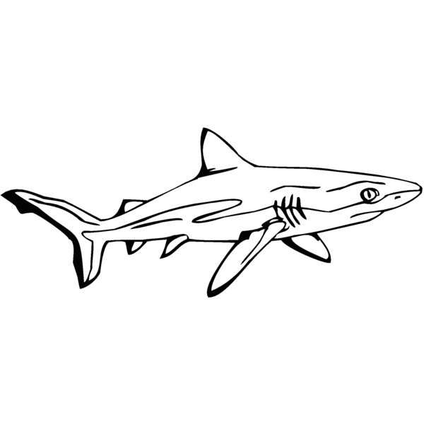 reef sha Thumbnail