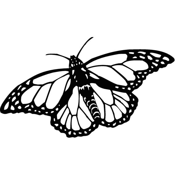 monarch  Thumbnail