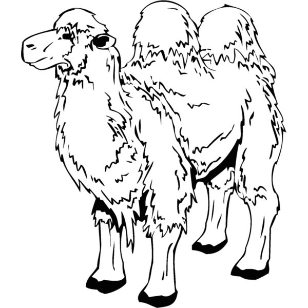 camel2 Thumbnail