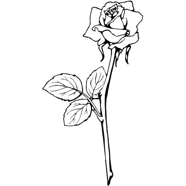 rose2 Thumbnail