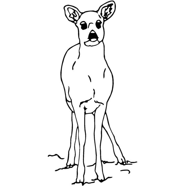 deerwt Thumbnail
