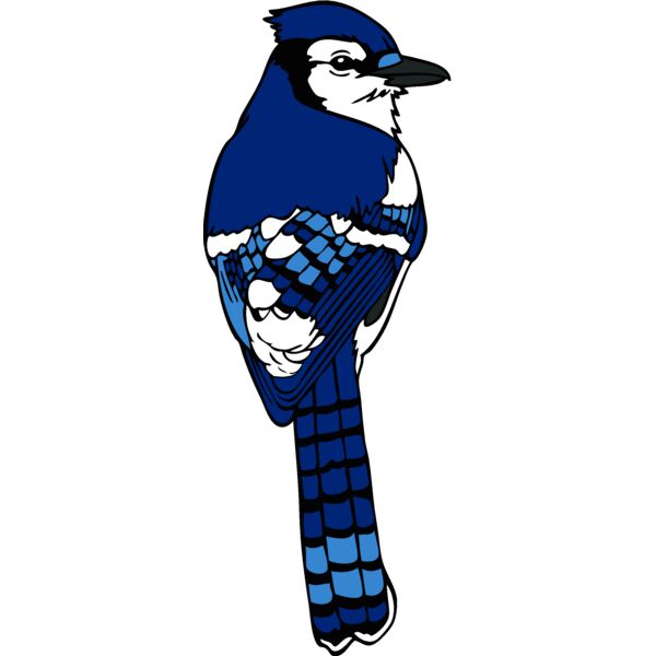 bluejay4 Thumbnail
